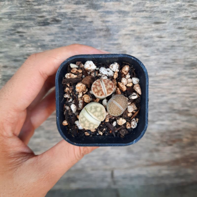 Jual lithops | Shopee Indonesia