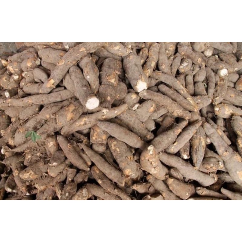 Jual Ubi Kayu Roti Berat 1 kg (Pengiriman Medan) | Shopee Indonesia