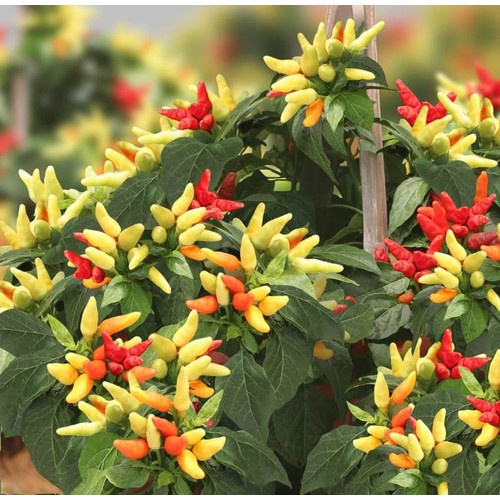 Siling Labuyo Pepper Seeds Capsicum Frutescens Filipi vrogue.co