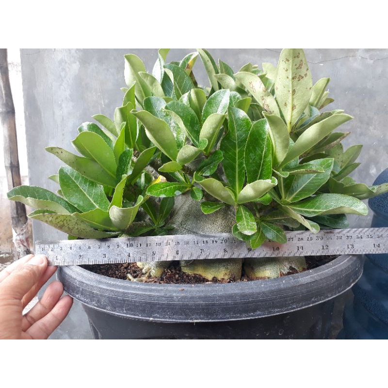 Jual Adenium Arabicum GODJI X BMK jumbo | Shopee Indonesia