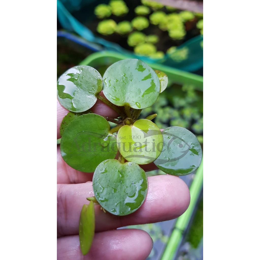 Plante Flottante Limnobium Laevigatum - Pour Aquarium Découvert - Plante Aquarium Facile