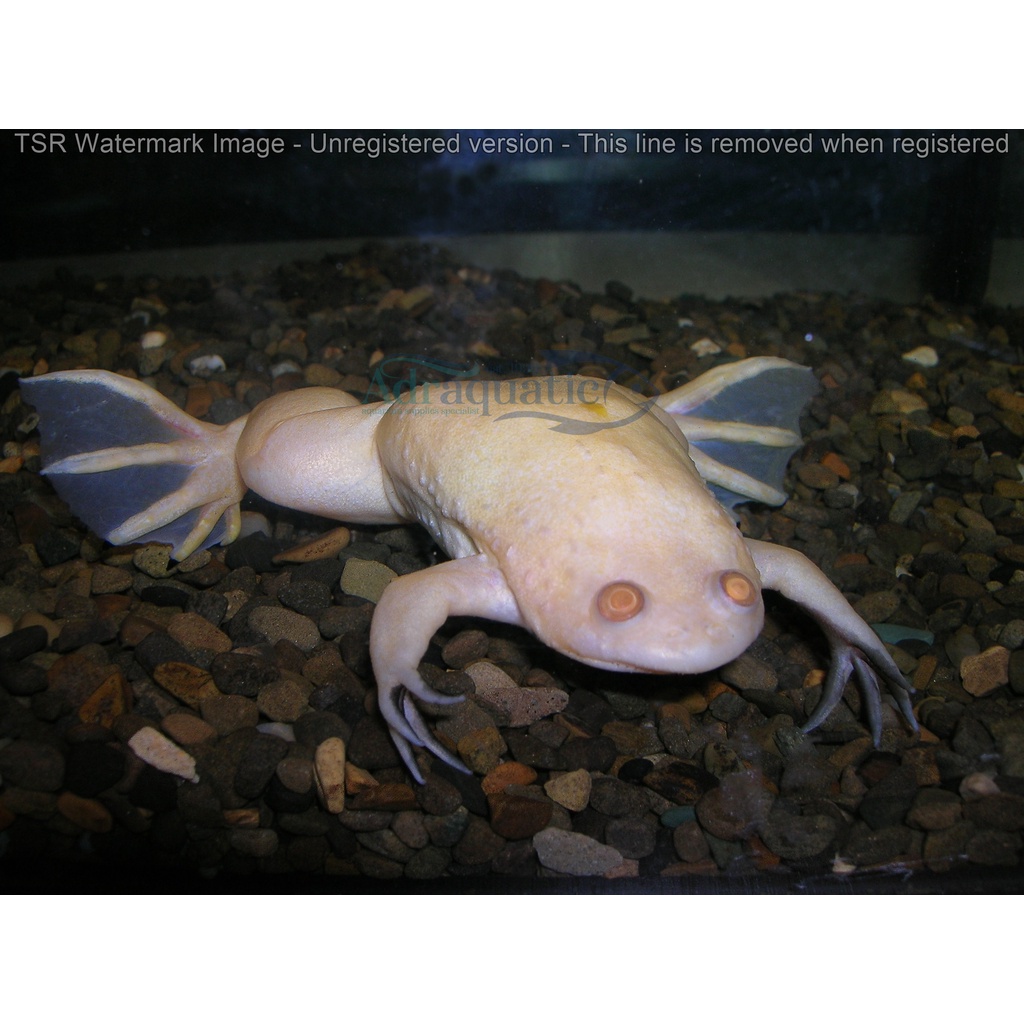 Jual Katak Air Albino Aquarium African Clawed Frog Kodok Shopee Indonesia