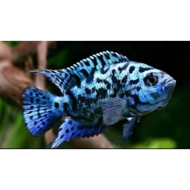 Jual electric blue jack dempsey Shopee Indonesia