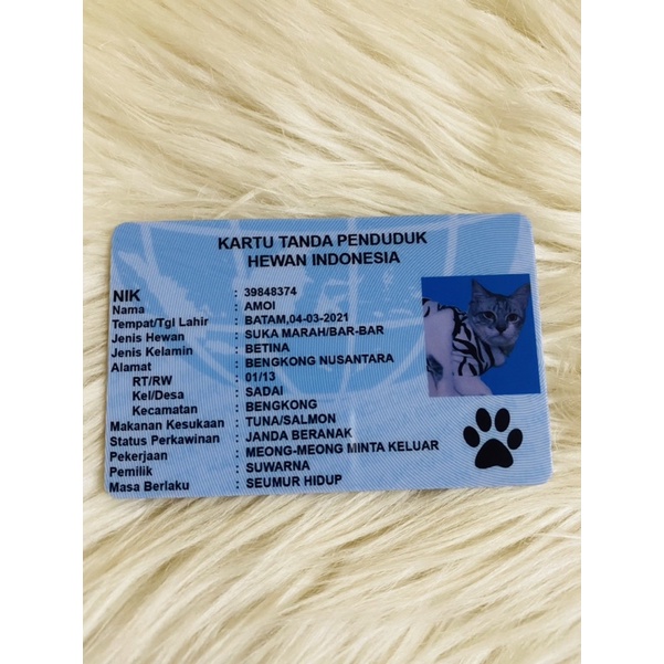 Jual Cetak Kartu Tanda Pengenal Hewan Kucing | Kartu Anjing | Shopee