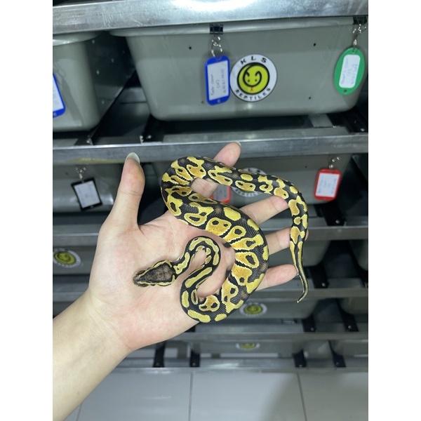 Jual Ball python Pastel 100% het Ghost | Shopee Indonesia