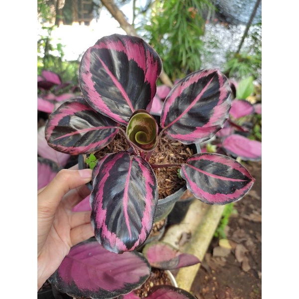 Jual Calathea Princess Jessy / Calathea Pink Jessi | Shopee Indonesia