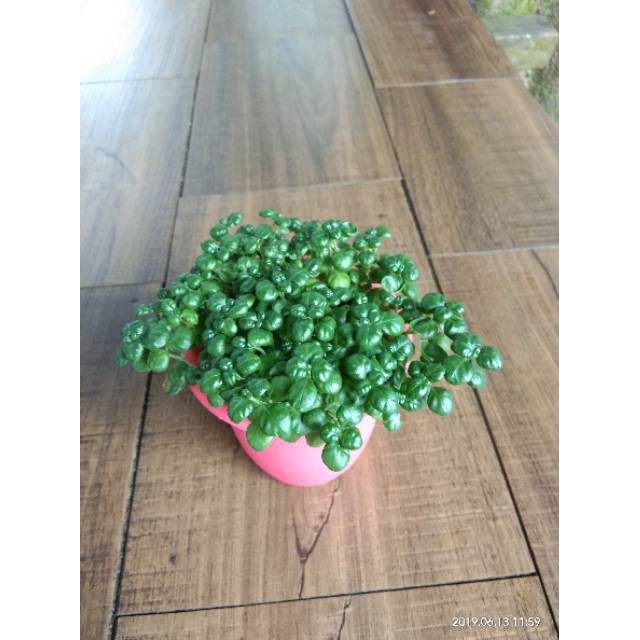 Jual Tanaman hias green carpet-tanaman mini paku payung-tanaman hias ...