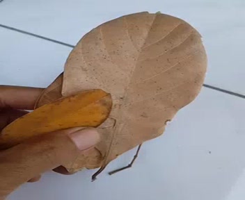 Jual Daun Nangka Kering Kuning Asli Sabrang | Shopee Indonesia