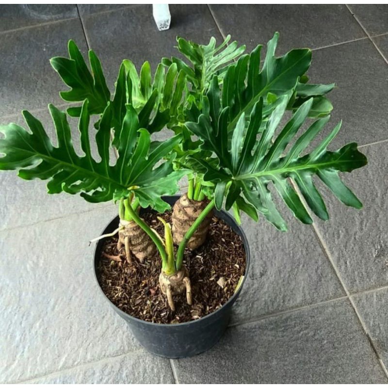 philodendron birkin giftig Philodendron Birkin Pink main image 1
