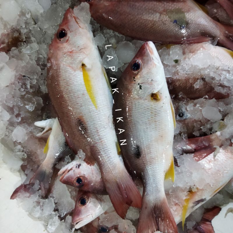 Jual Ikan Kakap Tanda (Tompel) Segar 1 Kg Hasil Laut Segar | Shopee  Indonesia