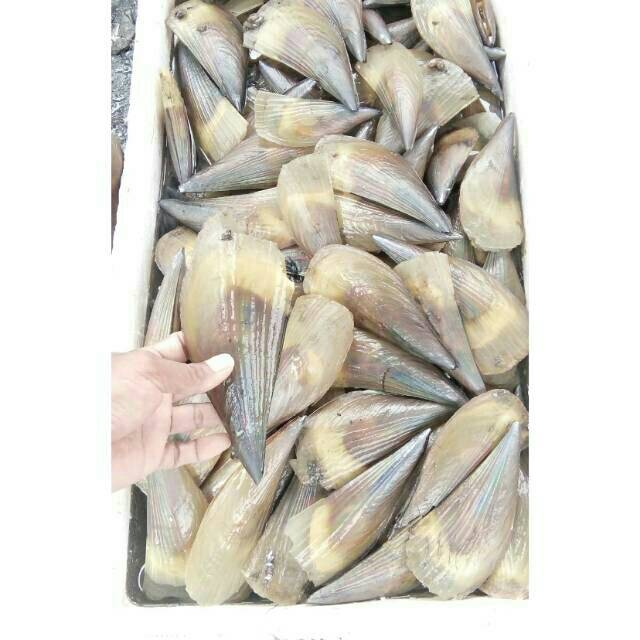 Jual kerang kampak scallop live hidup | Shopee Indonesia
