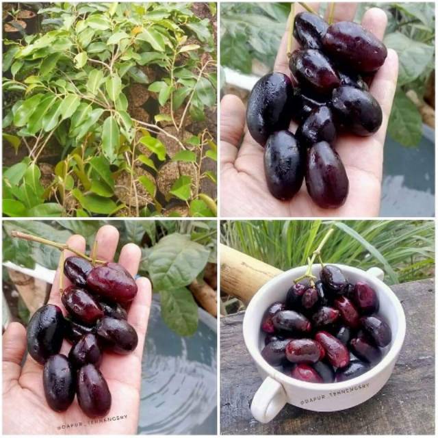 Bibit Juwet Atau Jamblang Hitam Cepat Berbuah