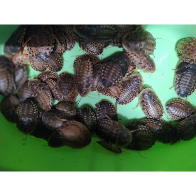 Jual Kecoa Dubia Dubia Cockroach Blaptica Dubia Shopee Indonesia