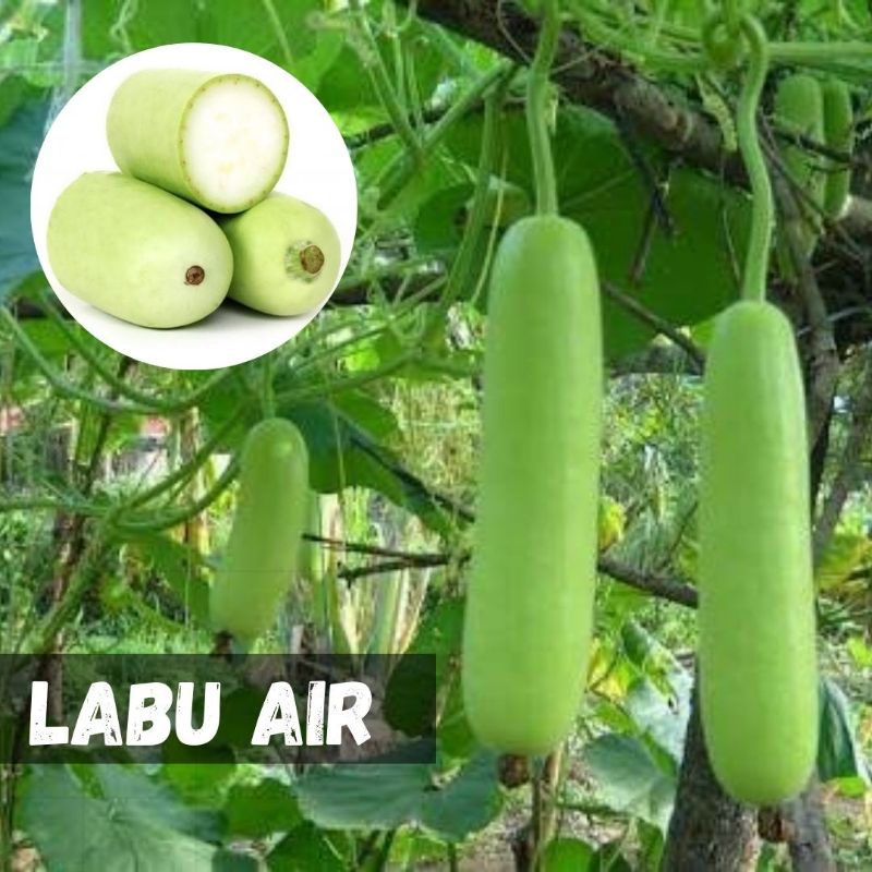 Jual Benih LABU AIR (isi-10) - Bibit Biji Sayur Siam Ruma F1 | Shopee ...