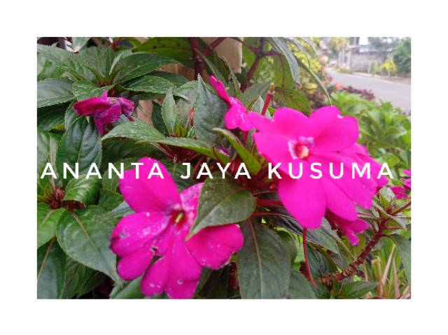 Jual Bunga pacar air | Shopee Indonesia