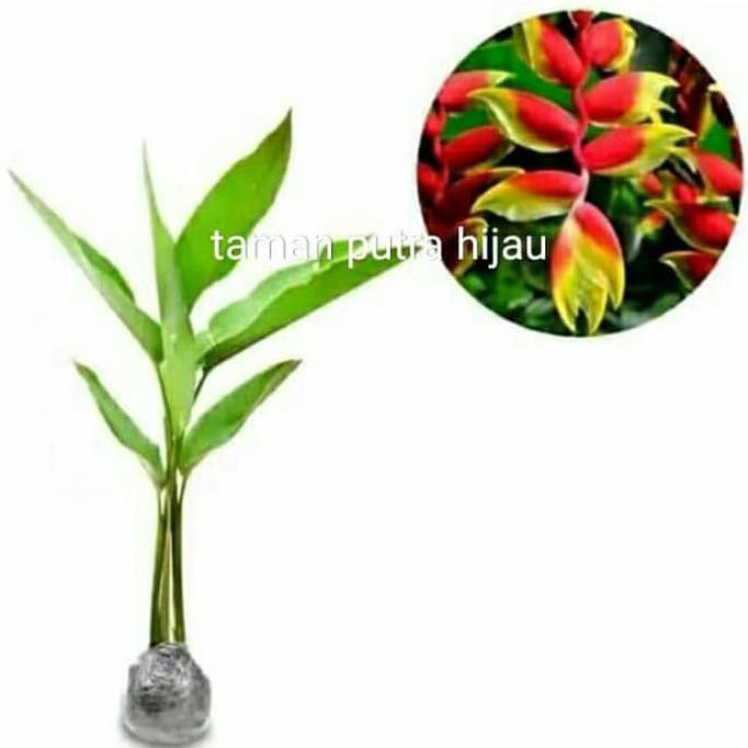 Jual Promo Tanaman Hias Pisang Bali Pohon Pisang Betet Pohon Pisang