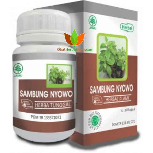 Jual Kapsul Sambung Nyawa Hiu Herbal Indo Utama Jamu Obat Sambung Nyowo Kolesterol Diabetes