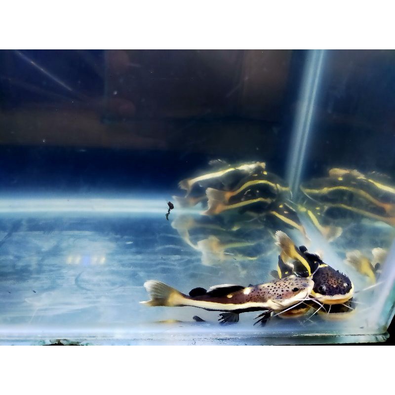 Jual Red Tail Catfish ( RTC ) Ikan Hias Hiasan Aquarium | Shopee Indonesia