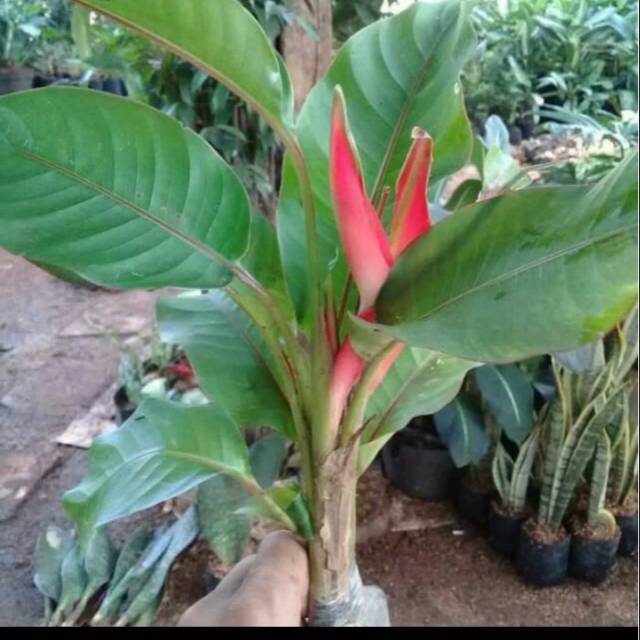 Jual Tanaman Hias Heliconia Pisang Bali Pisang Hias Murah Shopee