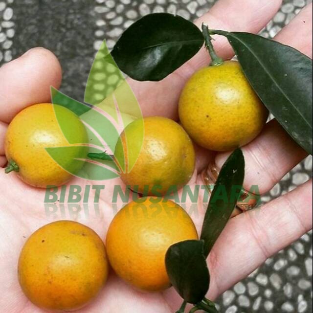 Jual Bibit Jeruk Lemon cui/Monde | Shopee Indonesia