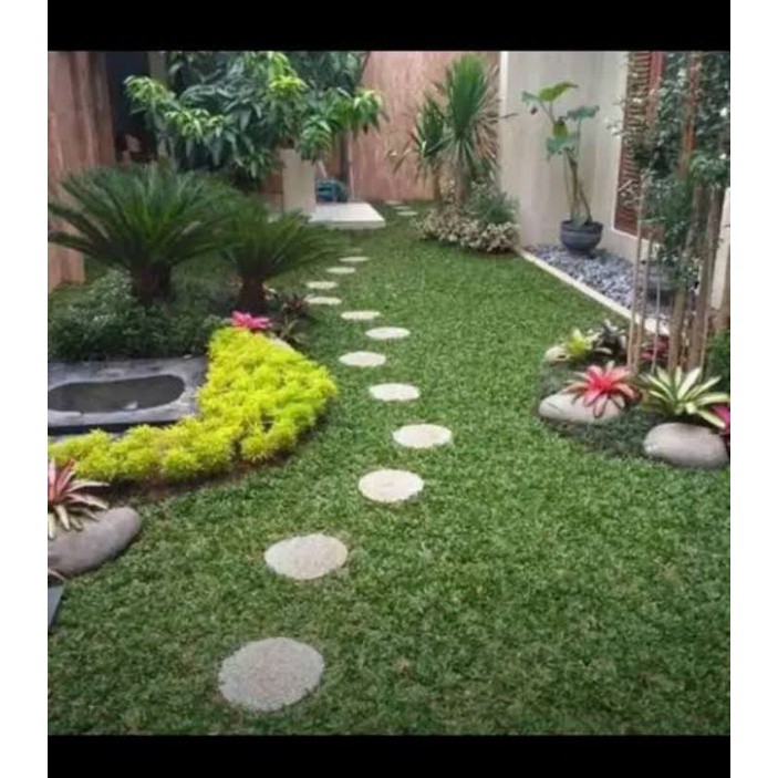 Jual Rumput gajah mini rumput taman | Shopee Indonesia