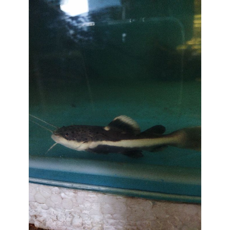 Jual ikan RTC 5-6cm | Shopee Indonesia