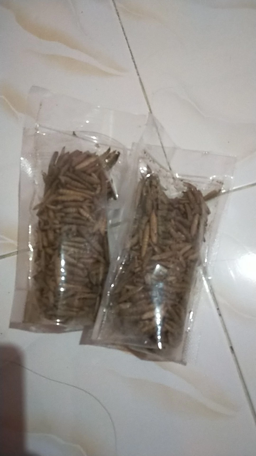 Maggot Kering