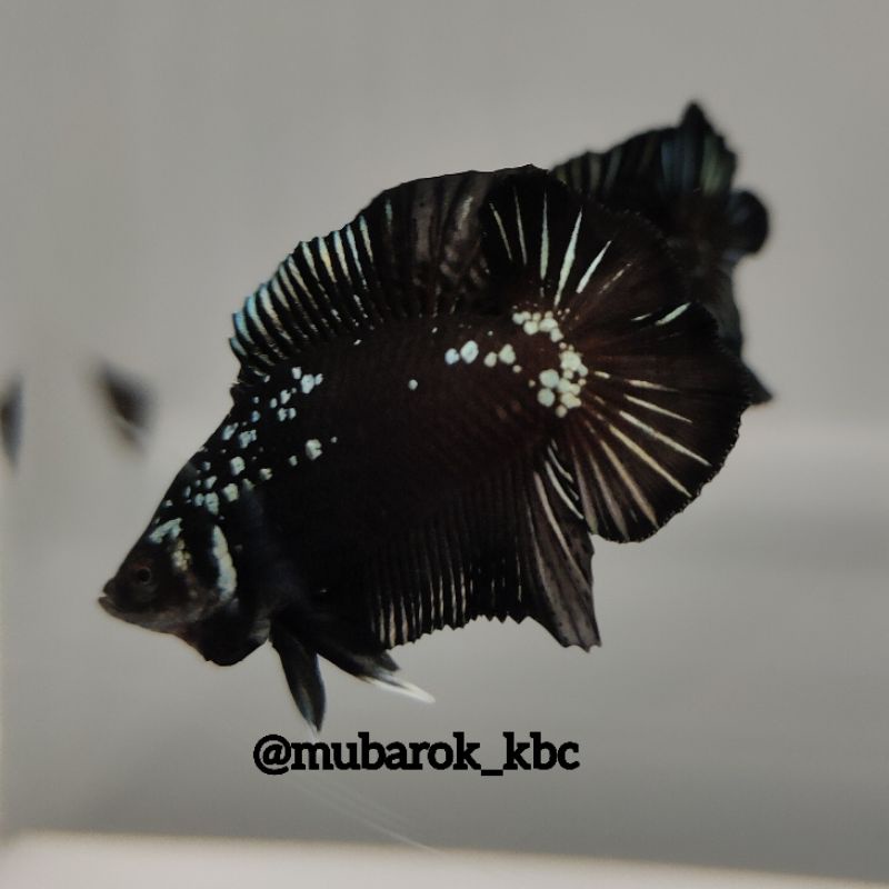 Jual DTPK BLACK MAMBA TOP GRADE | Shopee Indonesia