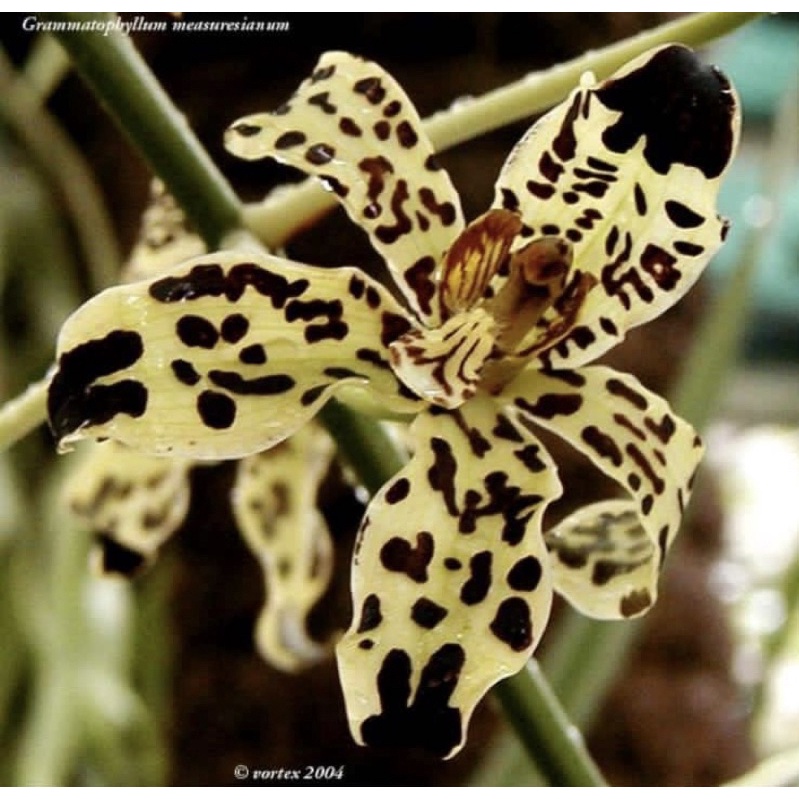 Jual Anggrek Grammatophyllum Measurianum Sp Rumpun Dewasa Siap Bunga ...