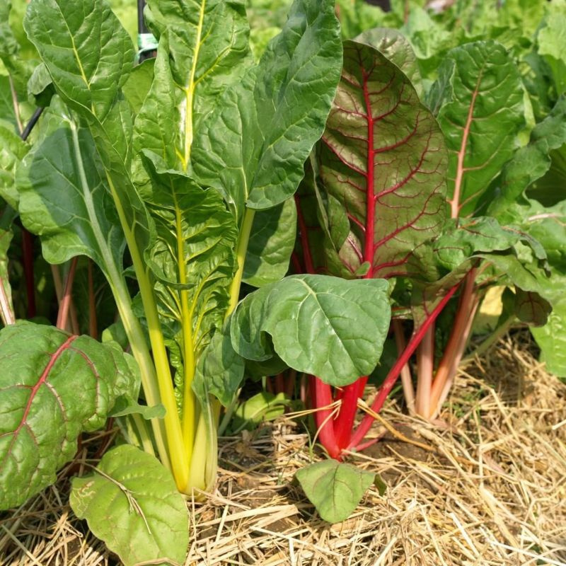 Kilauan Warna di Kantong Anda: Mengenal Chard Rainbow, Sayuran Berdaun Kaya Nutrisi dan Estetis