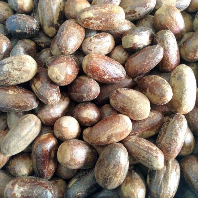 Jual Biji Pala Terlengkap & Harga Terbaru Juli 2026 | Shopee Indonesia
