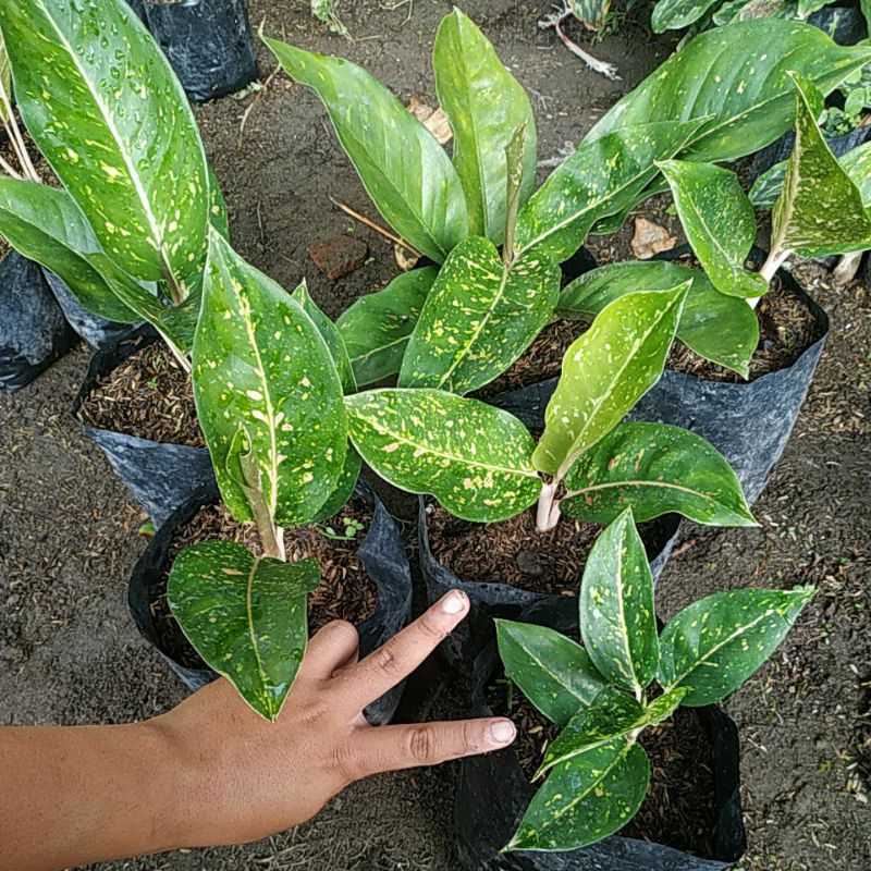 Jual Obral Tanaman Hias Aglaonema Bigroy Hijau Green Big Roy Shopee Indonesia