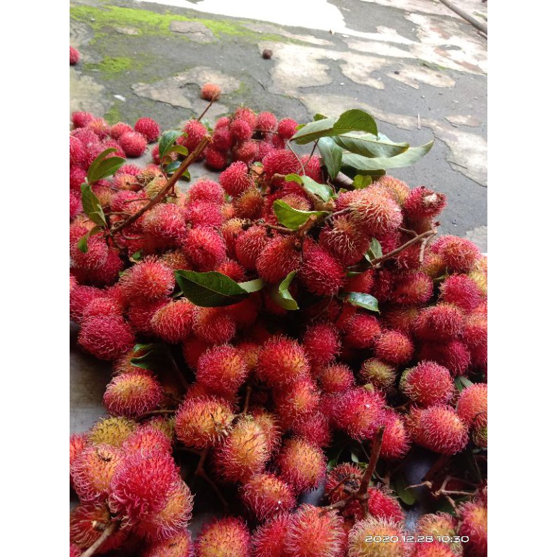 Jual rambutan manis kuyakan | Shopee Indonesia