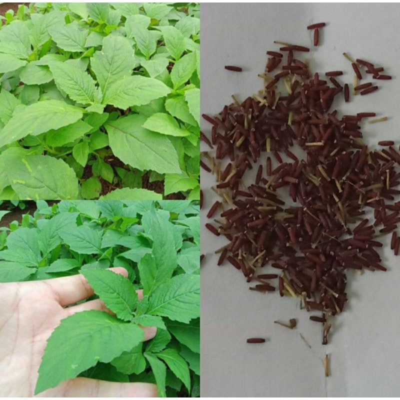 Jual Benih Sintrong 200 Biji Benih Tanaman Sintrong Bibit Daun Sintrong ...