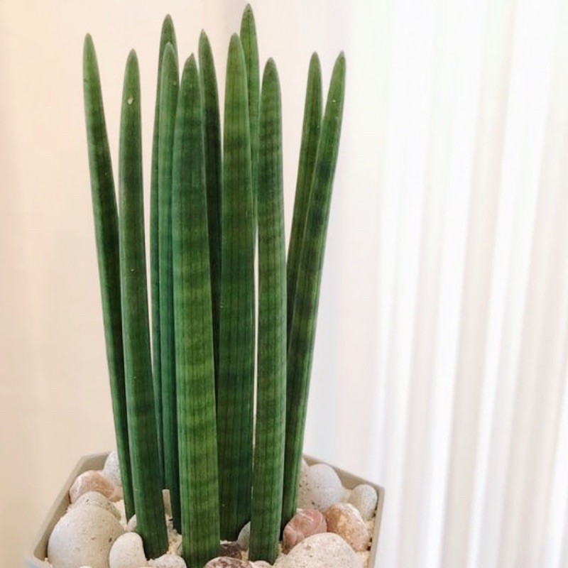 Jual Tanaman Hias Sansivera Tombak Raja/ Sansiviera Stuckyi | Shopee ...