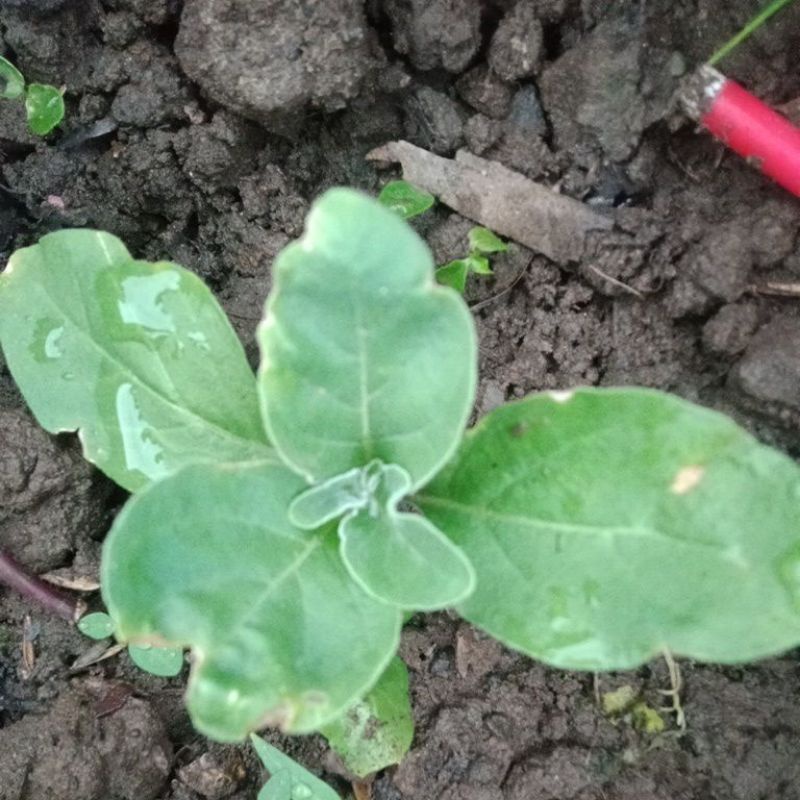 Jual plant himalayan ginger. bibit tanaman ginseng himalaya ginseng