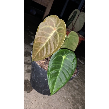 Jual anthurium veitchii x forgetii | Shopee Indonesia