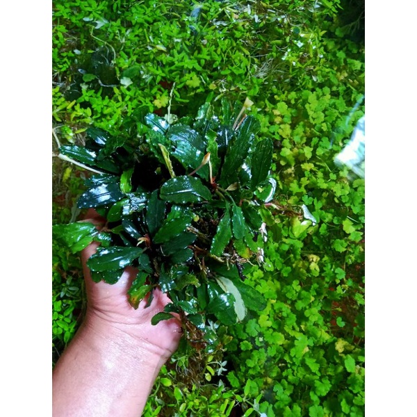 Bucephalandra sp. Kapuas Hulu III 水草 Bucephalandra sp