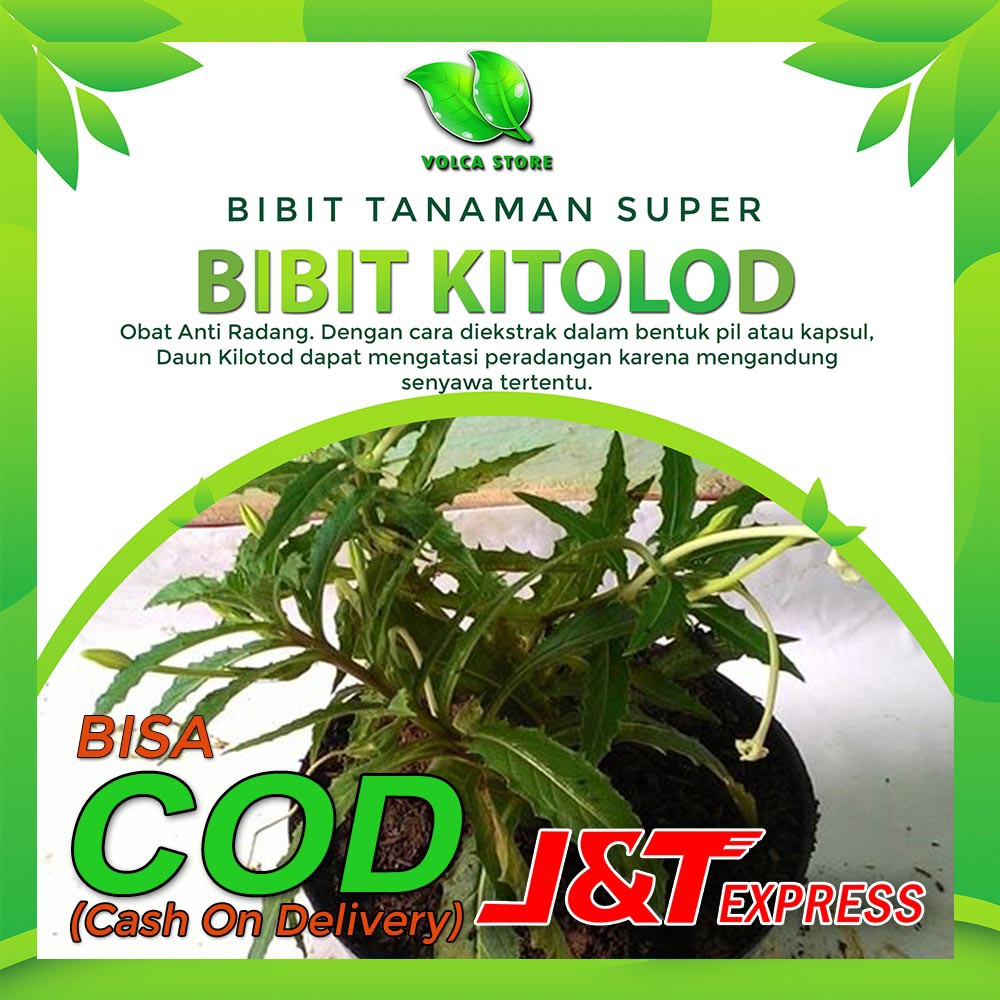 Jual Bibit Kitolod Bibit Herbal Bibit Tanaman Kitolod Tumbuhan Herbal