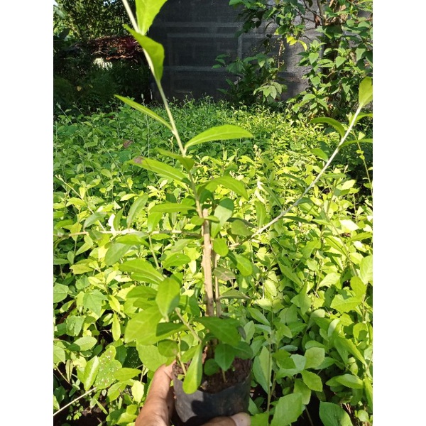 Jual Tanaman rambat likunyu isi 4 batang | Shopee Indonesia