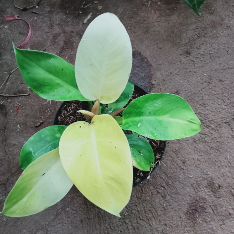 Jual Tanaman hias Philo lemon | Shopee Indonesia