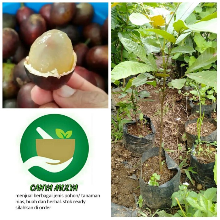 Jual Bibit Pohon Buah Matoa Super Pohon Buah Khas Papua Shopee Indonesia