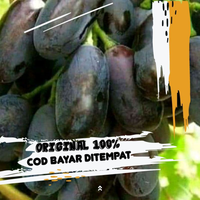 Jual ANGGUR IMPORT GIOVANI , BERRY BESAR, RASA DIJAMIN MANIS | Shopee ...