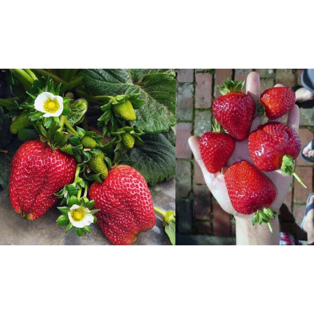 Jual 10 tanaman strawbery australia buah besar dan manis tanaman hias ...