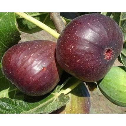 Bibit Tanaman Buah Tin Purpple Jordan 20-50cm
