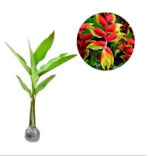 Jual Asli Pisang Hias Bali I Pisang Heliconia I Pisang Bali 