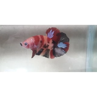 Jual ikan cupang pink Harga Terbaik & Termurah April 2024 | Shopee ...