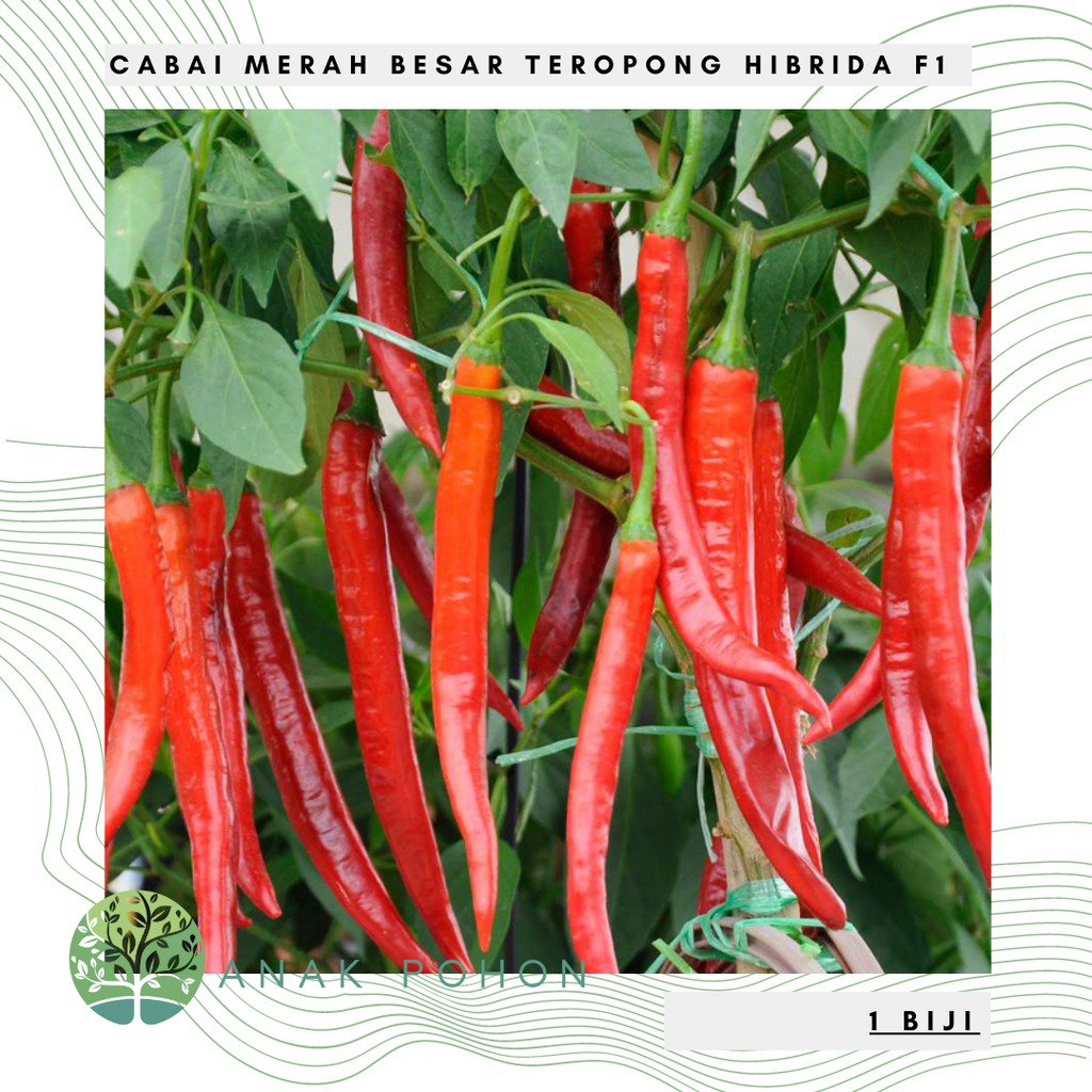 Jual Benih Bibit Biji Cabai Merah Besar Teropong Pedas Cabe Lebat