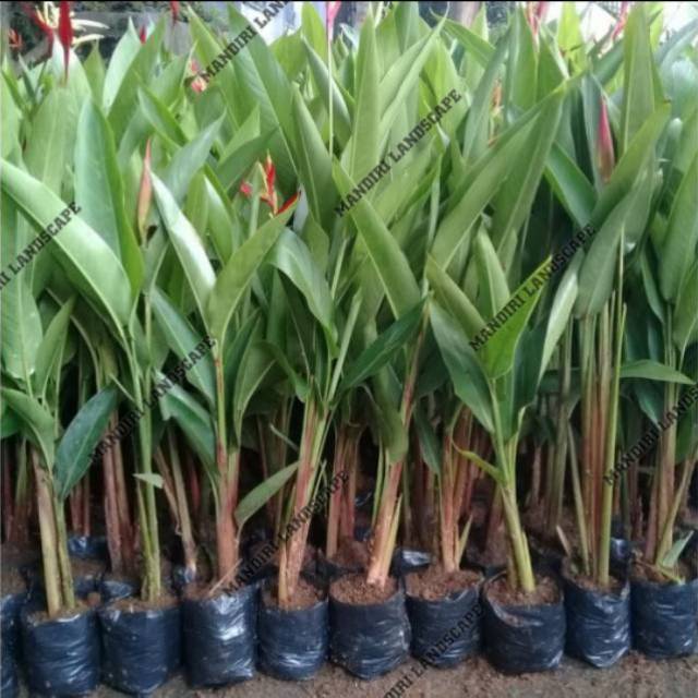 Jual Promo Tanaman Hias Pisang Heliconia Pisang Pisangan Heliconia