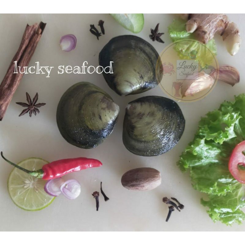 Jual KERANG JIMBARAN / EROSA Shopee Indonesia